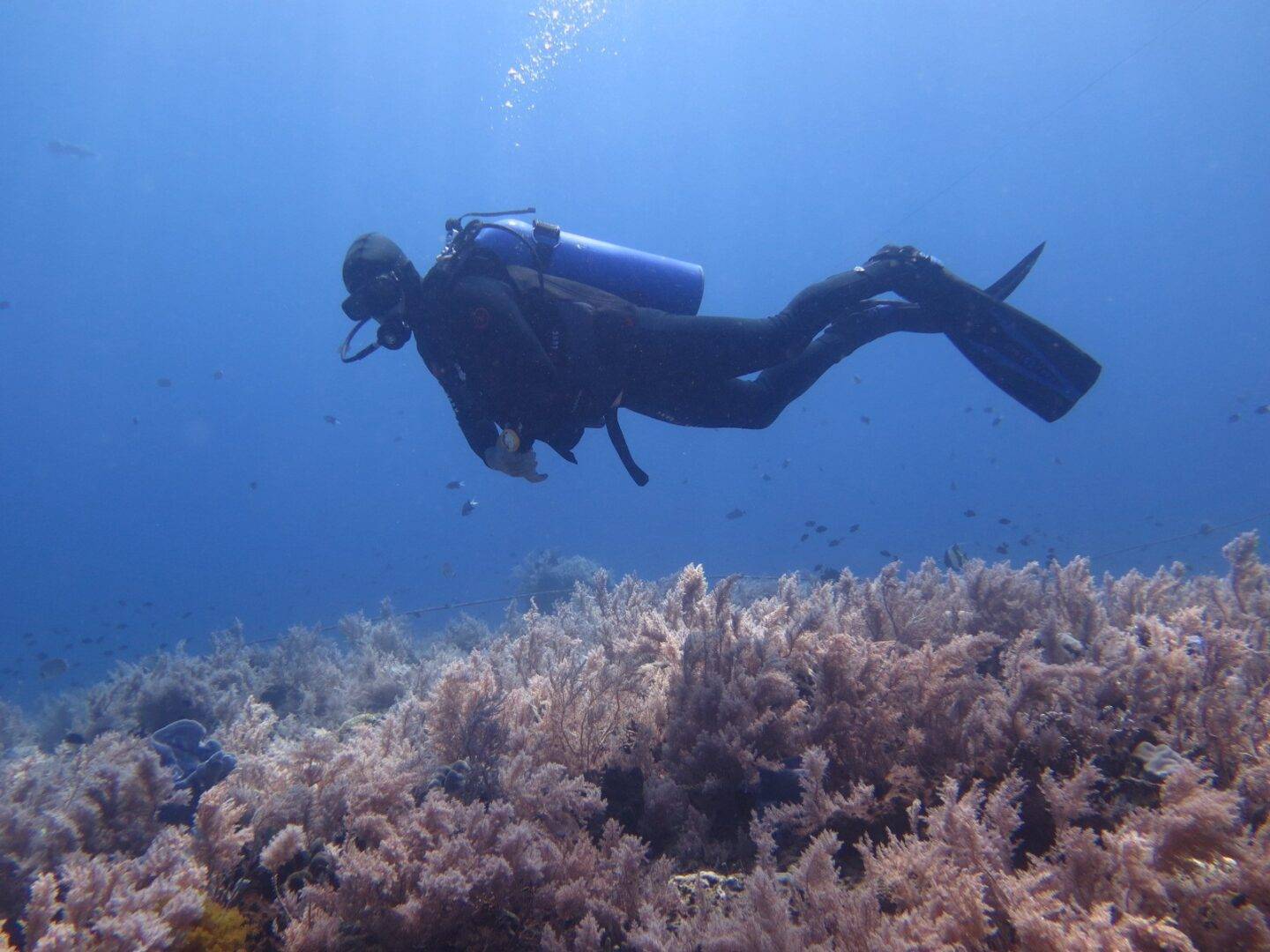 Jens über Weichkorallen Jens über Weichkorallen