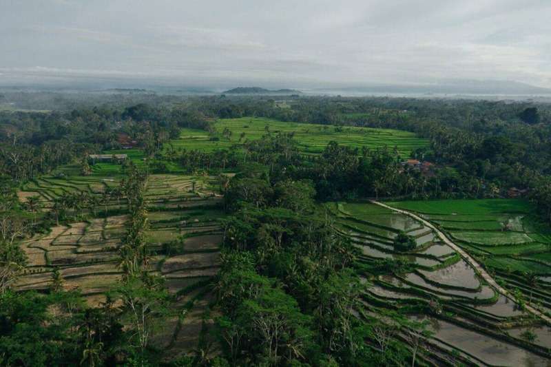 bali-birdseye Reisterrassen und grüne Landschaft auf Bali