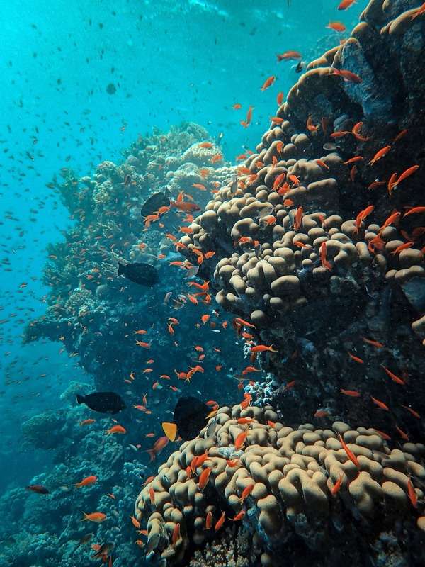 coral-reef Korallenriff mit zahlreichen orangefarbenen Fischen im klaren Wasser vor Bali
