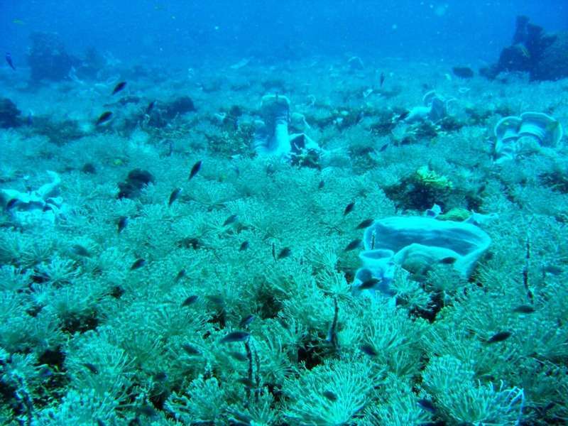 geisterschiff3-e1648287339344 Geisterschiff mit Korallenbewuchs unter Wasser vor Bali
