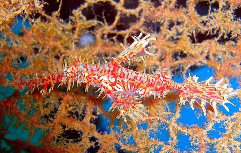 pj-schmuck-geisterpfeifenfisch-e1648287257175 Bunter Geisterpfeifenfisch zwischen Korallen unter Wasser